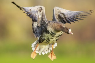 Greater White-fronted Goose (Anser albifrons) flying, North Rhine-Westphalia, Germany
