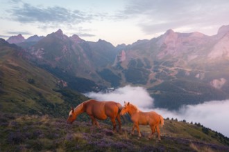 Two horses graze peacefully on a lush hillside adorned with wildflowers in the Pyrenees. Majestic