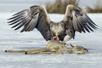 White-tailed Eagle (Haliaeetus albicilla), Mecklenburg-Western Pomerania, Germany