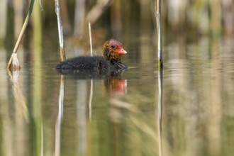 Eurasian Coot (Fulica atra) chick calling, Mecklenburg-Western Pomerania, Germany