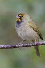 Yellow-faced Grassquit (Tiaris olivaceus) perched on a branch in Cuba