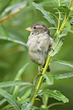 House sparrow (Passer domesticus), female, sitting on a branch, Switzerland