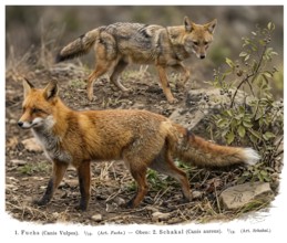 Fox (Canis vulpes) and jackal (Canis aureus), display board, historical illustration, digitally