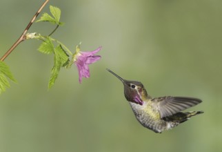 Anna's Hummingbird (Calypte anna), British Columbia, Canada