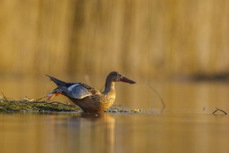 Northern Shoveler (Spatula clypeata) female stretching wing and leg, North Rhine-Westphalia,