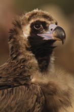 An intimate close-up view of a Cinereous vulture, showcasing its detailed plumage and striking eye