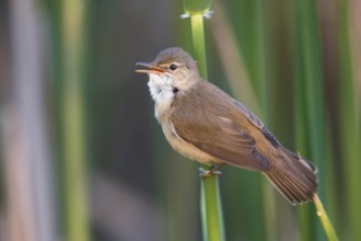 Eurasian Reed Warbler (Acrocephalus scirpaceus) singing in reeds, Poland