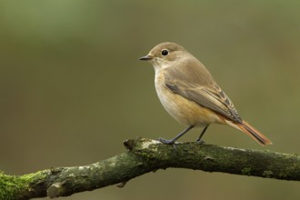 Common Redstart (Phoenicurus phoenicurus) female, Utrecht, Netherlands