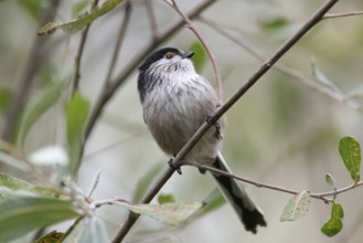A delicate long-tailed tit perches gracefully on a slender branch, surrounded by lush green foliage