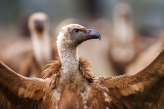 Griffon Vulture (Gyps fulvus) juvenile, Castile-La Mancha, Spain