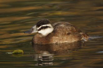 White-headed Duck (Oxyura leucocephala) female, North Rhine-Westphalia, Germany