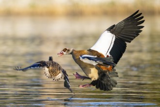 Egyptian goose (Alopochen aegyptiaca) aggressively attacking other seabirds on a lake, invasive