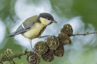 Great Tit (Parus major) juvenile, Lower Saxony, Germany