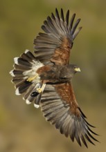 Harris's Hawk (Parabuteo unicinctus) flying, Texas, USA