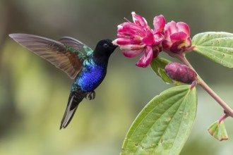Velvet-purple Coronet (Boissonneaua jardini) feeding at a flower in Colombia, South America
