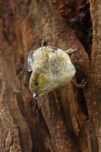 Forty-spotted Pardalote (Pardalotus quadragintus), Tasmania, Australia