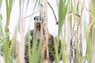 Red-necked Grebe (Podiceps grisegena) sitting on its nest, Virkkula, Liminganlahti, Northern