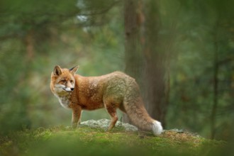 Fox in green forest. Cute Red Fox, Vulpes vulpes, at forest with flowers, moss stone. Wildlife