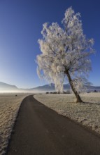 Tree, birch, hoarfrost, fog, path, sunny, mountain landscape, winter, Loisach-Lake Kochel moor,