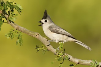 Black-crested Titmouse (Baeolophus atricristatus) singing, Texas, USA
