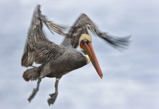 Brown Pelican (Pelecanus occidentalis), California, USA