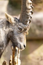Alpine ibex (Capra ibex), in the mountains, Bavaria, Germany
