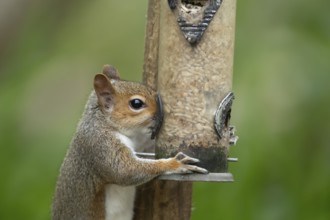 Grey squirrel (Sciurus carolinensis) adult animal eating sunflower seed hearts from a garden bird