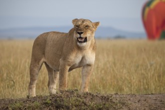 African Lion (Panthera leo) female in front of hot-air balloon in grassland, Masai Mara, Kenya