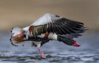 Common Shelduck (Tadorna tadorna) male taking flight, Schleswig-Holstein, Germany
