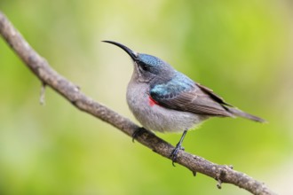Double-banded Sunbird, Sunbirds, (Cinnyris afer), Garden Route National Park, Wil, Wilderness,