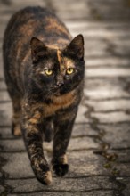 A black-red-brown domestic cat (Felis Catus) walks on paving stones with a focussed gaze, Ternitz,