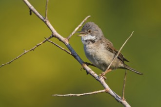 Common Whitethroat (Sylvia communis) male singing, Liguria, Italy
