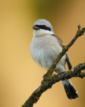 Red-backed Shrike (Lanius collurio) male, Mecklenburg-Western Pomerania, Germany