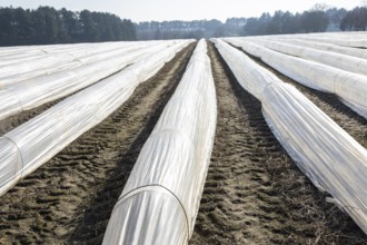 Polythene cloches, polytunnels, folio tunnels, running across farmland field to protect crops from