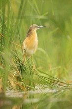 Squacco Heron, Ardeola ralloides, yellow water bird in the nature, water green grass in the