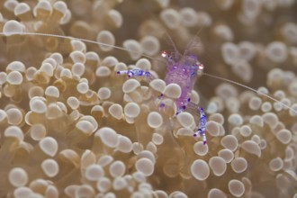 Anemonen-Partnergarnele, Ancylomenes tosaensis Tosa Anemone Shrimp, Ancylomenes tosaensis