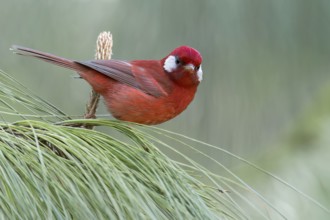 Red Warbler (Cardellina rubra) perched on a branch in Oaxaca, Mexico