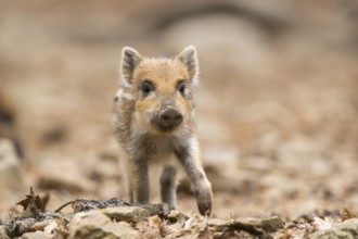 Wild boar (Sus scrofa) piglet walking in a forest, Bavaria, Germany