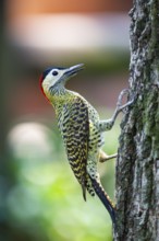 Green-banded Woodpecker (Colaptes melanochlorus) Pantanal Brazil