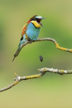 European Bee-eater (Merops apiaster) male regurgitating pellet, Andalusia, Spain