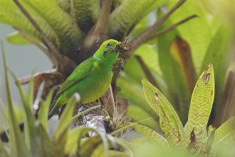 Golden-browed Clorophonia (Chlorophonia callophrys) perched on a branch in Costa Rica, Central