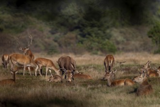 A red deer (Cervus elaphus) testing the mating readiness of a doe that had been lying in this spot