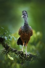 Bare-faced Curassow, Crax fasciolata, big black bird with yellow bill in the nature habitat, Costa