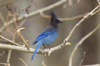 Steller's Jay Cyanocitta stelleri Lee Vining Canyon, California, United States 13 May Adult