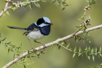 Superb Fairywren (Malurus cyaneus) perched on a branch in eastern Australia