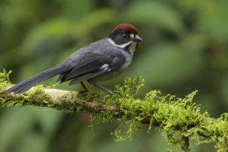 Slaty Brush-Finch (Atlapetes schistaceus) perched on a branch in the Andes Mountains of Colombia