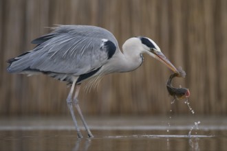 Grey Heron (Ardea cinerea) with fish prey in beak, Pusztaszer, Hungary