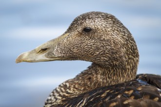 Common Eider (Somateria mollissima), female, Seahouses, United Kingdom