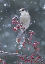 Grey Jay (Perisoreus canadensis) perched on a branch with red berries in snowfall, Alaska, USA