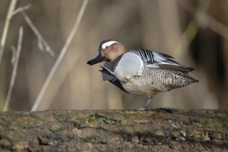 Garganey (Spatula querquedula) male, Saxony, Germany